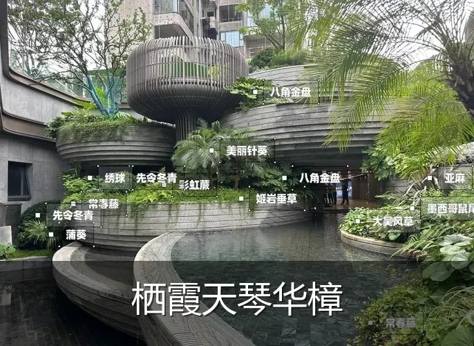 栖霞天琴华樟